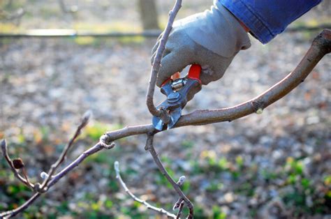 Hoe En Wanneer Een Appelboom Snoeien