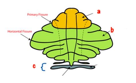 Lab 11 Brain Stem Cerebellum Flashcards Quizlet