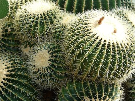 Free photo: Golden Ball Cactus, Cactus - Free Image on Pixabay - 7420