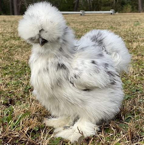 Silkie Chicken Lavender