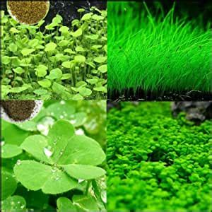 Amazon OHXSM Rare Plant Seed Aquarium Plant Seeds Fish Tank Water