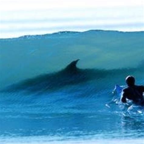 Top 100 Pictures Photos Of Sharks In Waves Completed