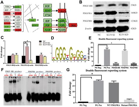 Klf4 Inhibited The Senescence Associated Secretory Phenotype In Ox Ldl