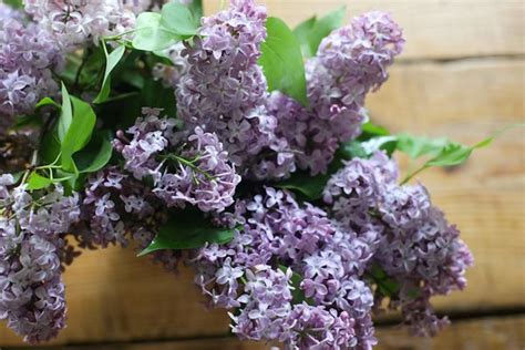 Soulemama Lilac Season