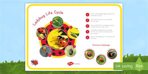 Ladybug Life Cycle Photo Large Poster (teacher made)