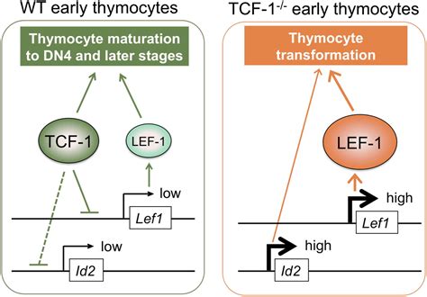 The TCF 1 And LEF 1 Transcription Factors Have Cooperative And Opposing