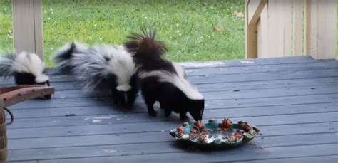 Will a Skunk Under a Shed or Porch Have a Nest of Babies?