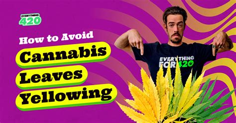 How to Avoid Cannabis Leaves Yellowing - Everything 420