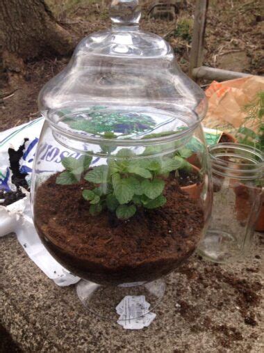 Top DIY Terrarium Ideas for Indoor Gardening - Plants Craze