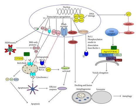 Regulation Of Autophagy And Apoptosis By P53 Proteins And Processes Or Download Scientific