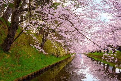 Plena Floraci N Sakura Cherry Blossom En El Parque De Hirosaki En