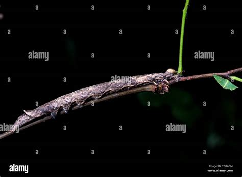 Larvae of various moths Stock Photo - Alamy