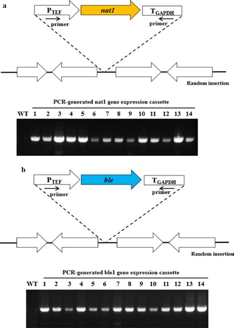 Schematic Representation Of The Expression Cassettes And Chromosome