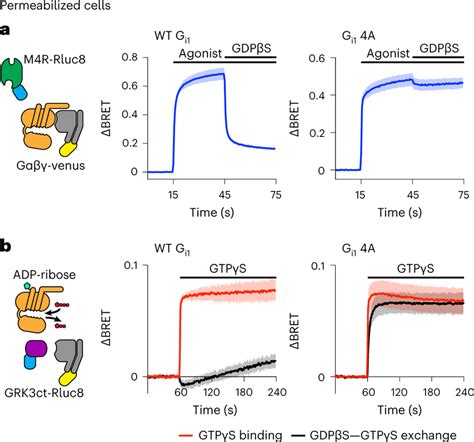 Functional Properties Of Nucleotide Decoupled G Proteins A Bret Download Scientific Diagram