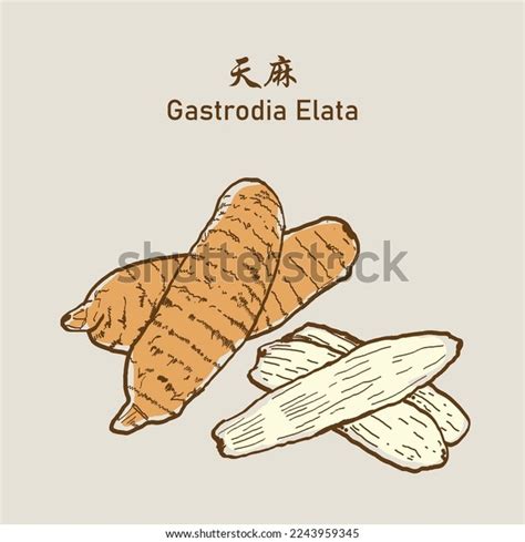 Gastrodia Elata Stock Photos and Pictures - 28,838 Images | Shutterstock