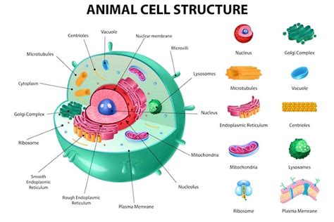 berita organel sel  makhluk hidup terbaru hari  kids