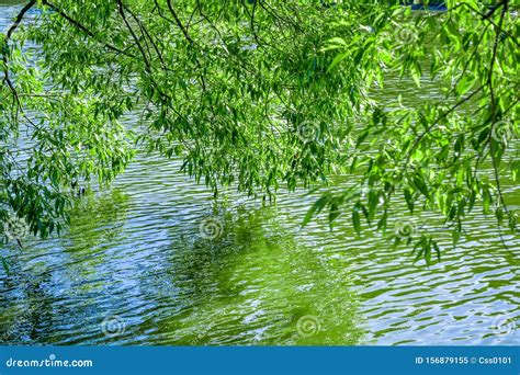 Willow Tree Branches Are Reflected In Water Of Pond Or Lake With Small