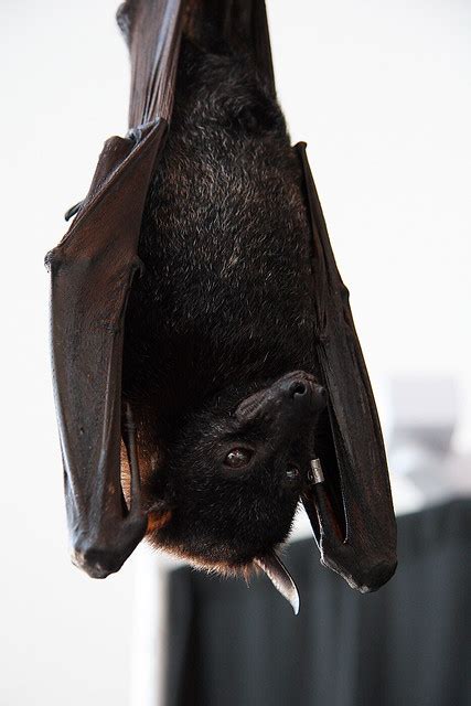 Malayan Flying Fox 2 Malayan Flying Fox Pteropus Vampyrus Flickr