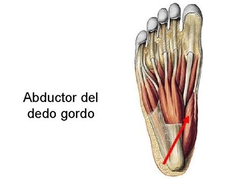 Msculos De Miembro Inferior Msculos De La Pelvis