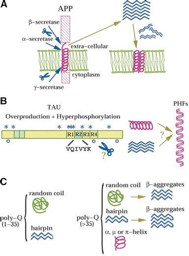 Hypothetical Mechanisms Of Conformational Transitions For Ab Peptides