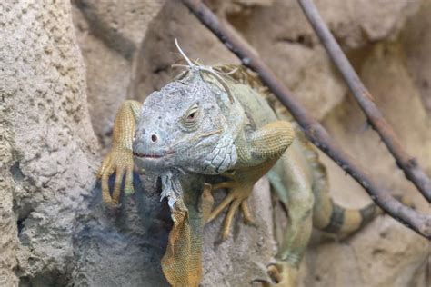 UAE, Abu Dhabi Zoo stock image. Image of peace, wind - 45004655