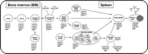 Cell Surface Expression During B Cell Development The Differential Download Scientific Diagram