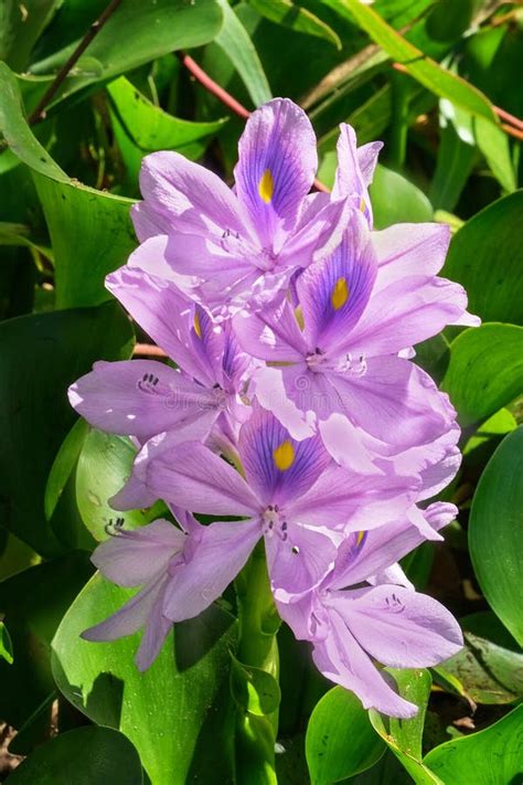 Common Water Hyacinth Or Eichhornia Crassipes Flower Stock Photo