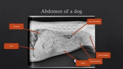 Basic Abdominal Radiographic Anatomy of Dog and Ca... - Tumbex