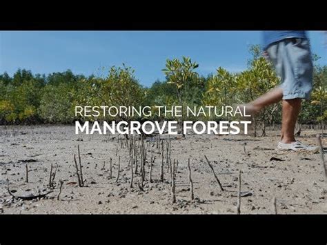 Community Based Ecological Mangrove Restoration CBEMR PANORAMA