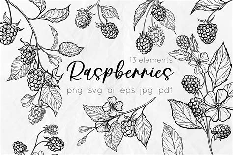 Raspberry Line Art Vector Illustration Design Cuts