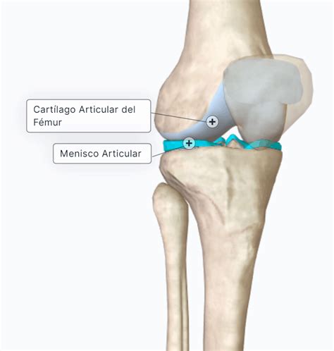 Superficies Articulares Curso Aparato Locomotor Paradigmia