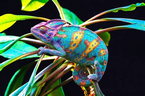 Chameleon Symbolism & Meaning & the Chameleon Spirit Animal