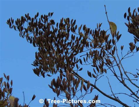 Lilac Seeds Used to Propagate Lilacs