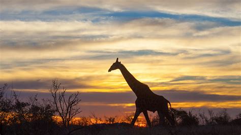 giraffe-sunset | Ross Nickerson