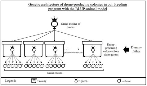 Genetic Progress Achieved during 10 Years of Selective Breeding for