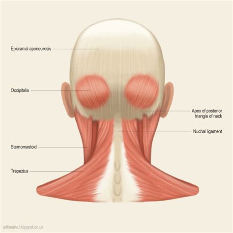 Neck Muscle Anatomy Anatomy Back Head Anatomy Anatomy Study Head