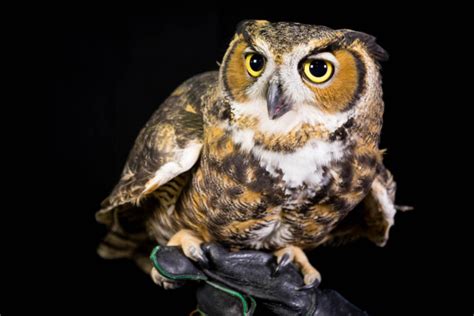 Great Horned Owl Talons