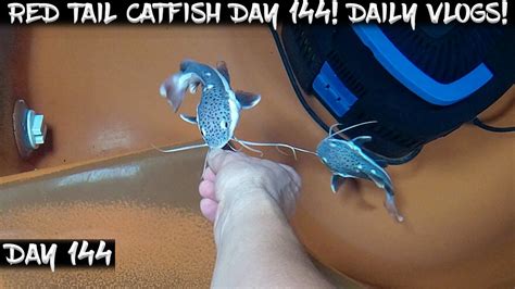 Day 144 Daily Red Tail Catfish Vlog Watch Them Grow YouTube