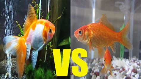 Common Goldfish Vs Fancy Goldfish YouTube