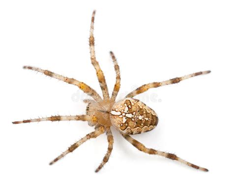 Aranha De Jardim Européia Diadematus Do Araneus Foto de Stock Imagem