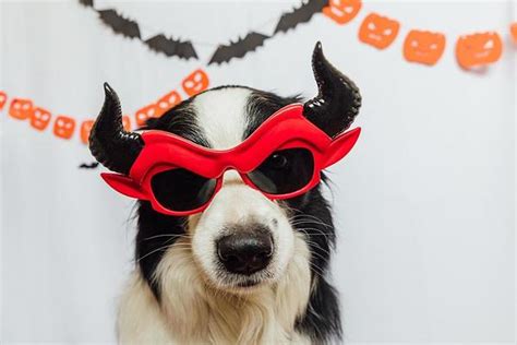 Devil Dog Stock Photos, Images and Backgrounds for Free Download