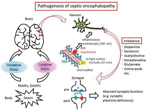 In Vivo Imaging Of Septic Encephalopathy Intechopen