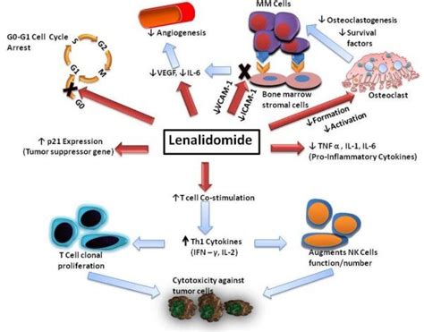 Mechanism of action of lenalidomide. Various mechanisms by which ...