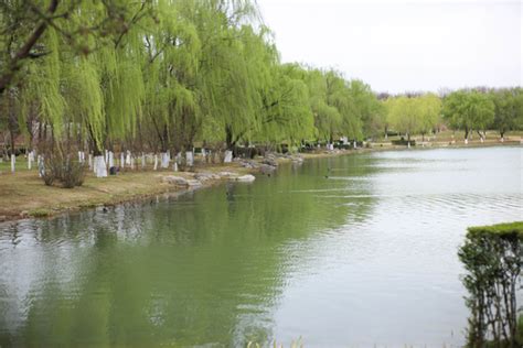 Spring Outdoor Park Lakeside Scenery Photo Background And Picture For