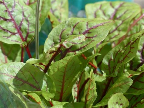 Sorrel Health Benefits: 5 Reasons To Load Up On It