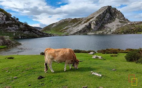 Visitar Los Lagos De Covadonga Un Paraíso Natural En Los Picos De