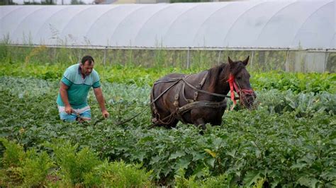 Agricultur Ca Pe Vremuri N Era Tehnologiei La Noi Caii Fac Parte