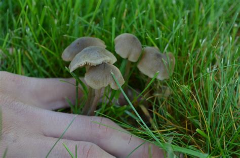 Mushroom Identification Panaeolus Subbalteatus P Cinctulus