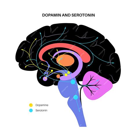 O Que A Dopamina Faz No Corpo - Via dos hormônios dopamina e serotonina no cérebro humano. Vetor plano ...