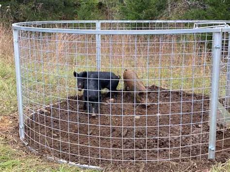 Hog Traps | Feral Hog & Wild Pig Traps | Red River Arenas